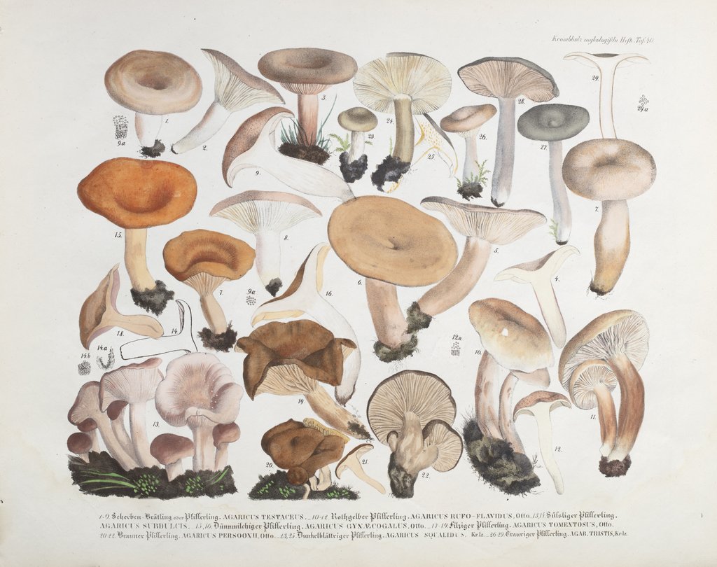 Detail of Fungi (Agaricus) by Unknown