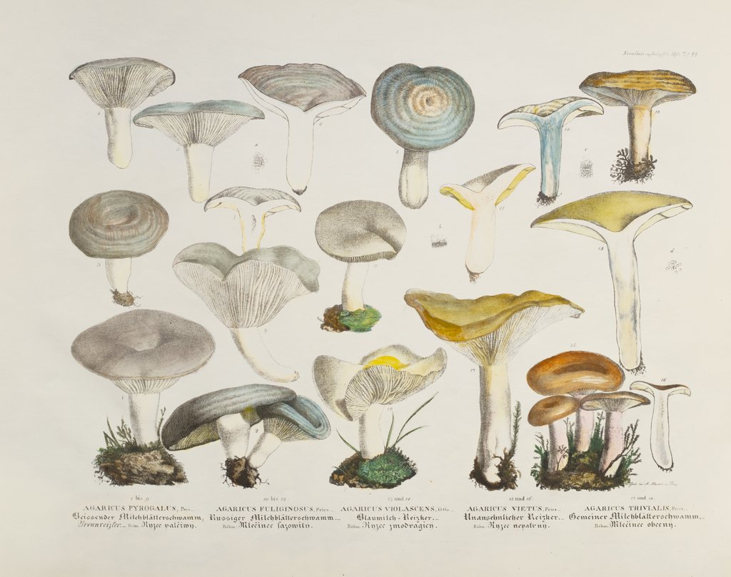 Detail of Fungi (Agaricus) by Unknown