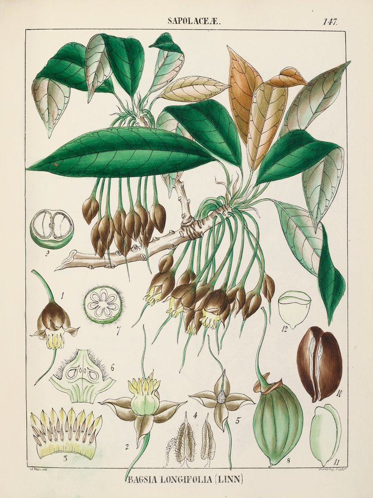 Detail of Madhuka or Indian butter tree (Madhuca longifolia) by Rungiah/Govindoo