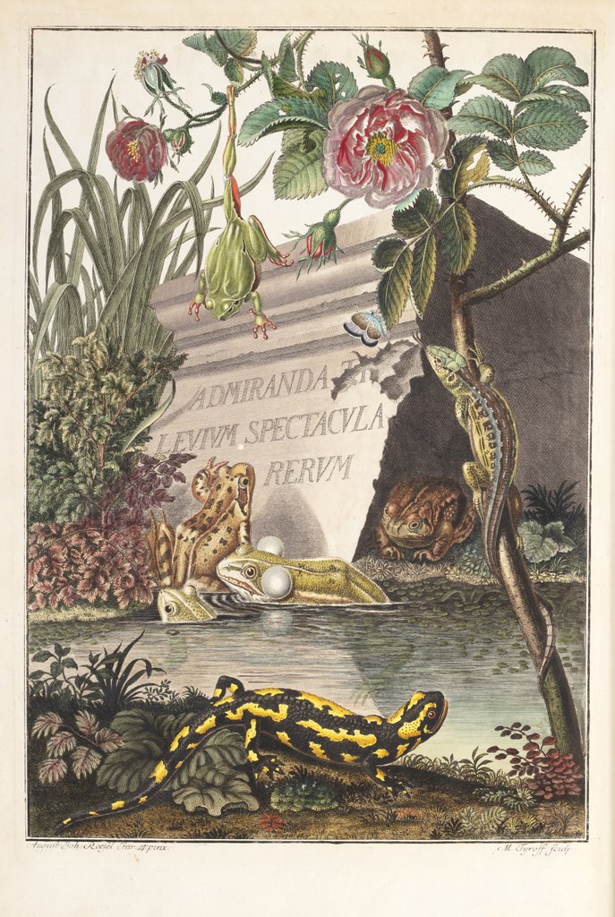 Detail of Frogs and toads (Frontispiece) by M. Tyroff
