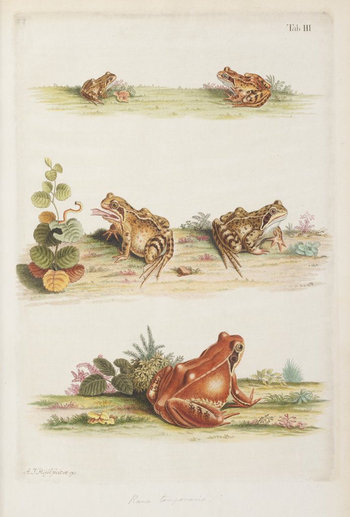 Detail of Common frog (Rana temporaria) by A. R. Rösel