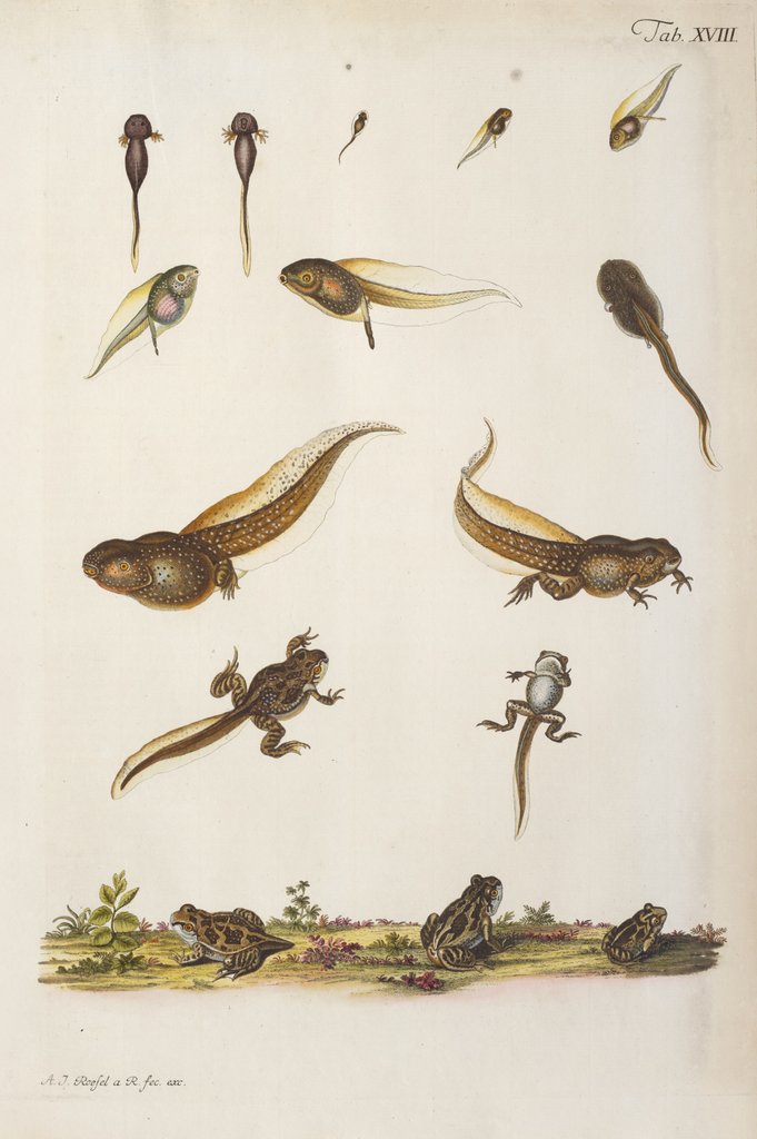 Detail of Frog life cycle by A. R. Rösel