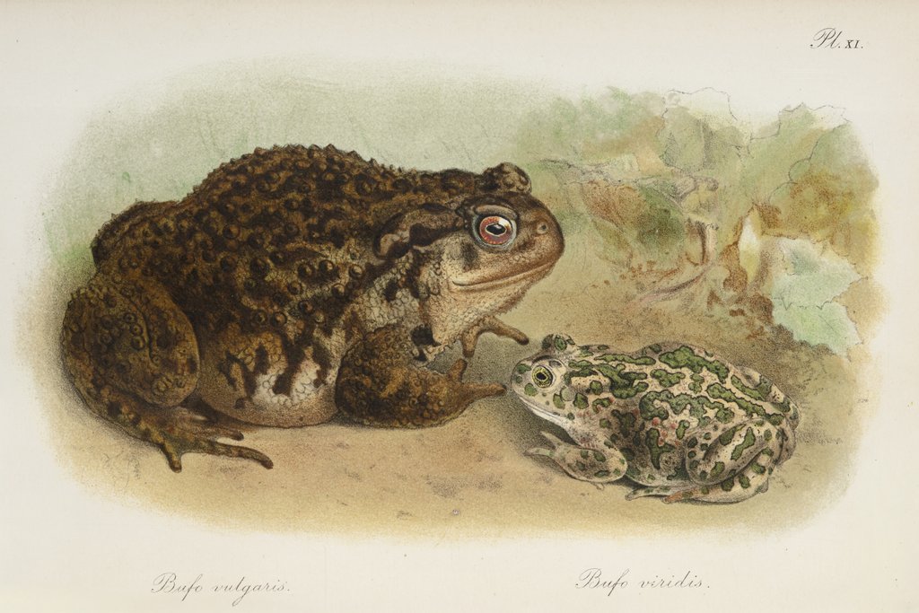 Detail of Common toad (Bufo vulgaris) and European green toad (Bufo viridis) by Anonymous