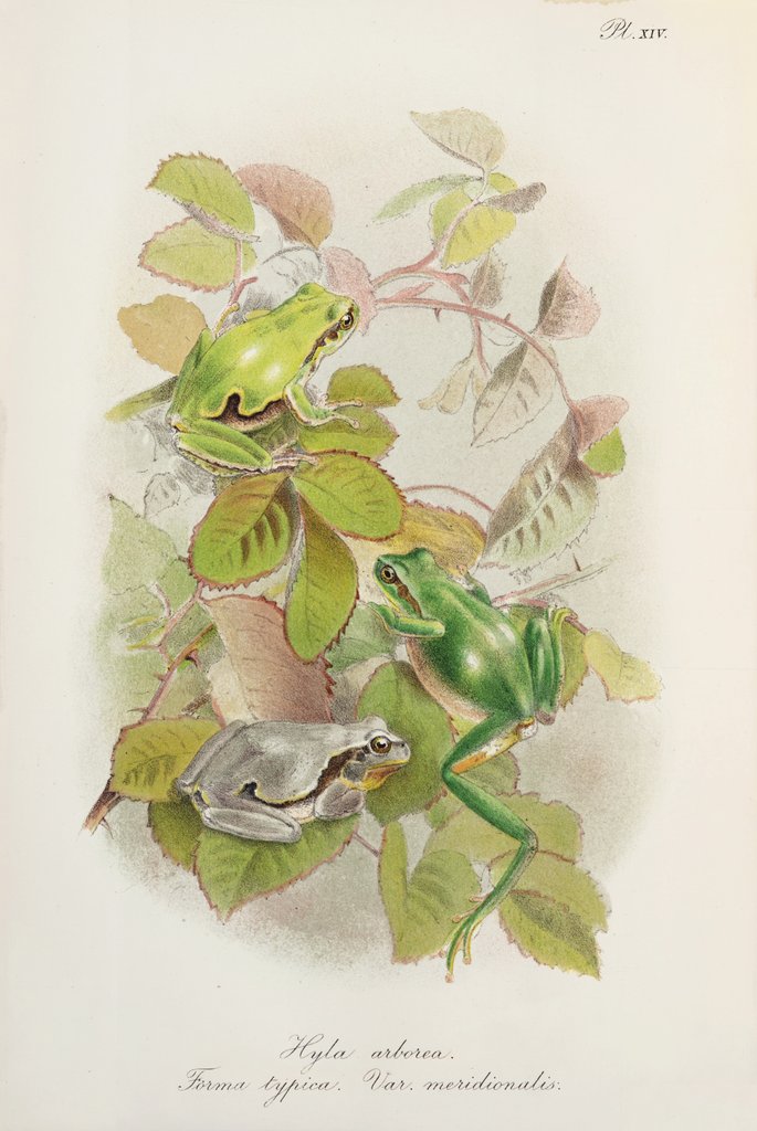 Detail of European tree frog (Hyla arborea) by Anonymous