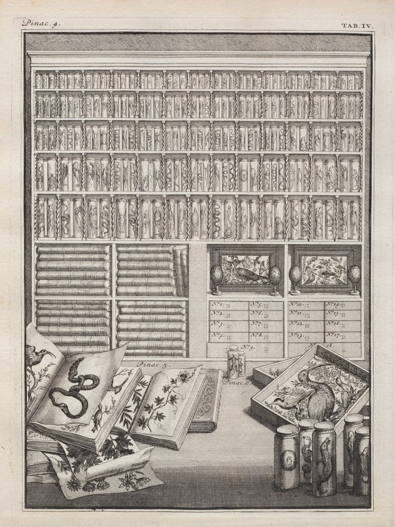 Detail of Cabinet from 'Theatre des merveilles de la nature' by J. V. Viane