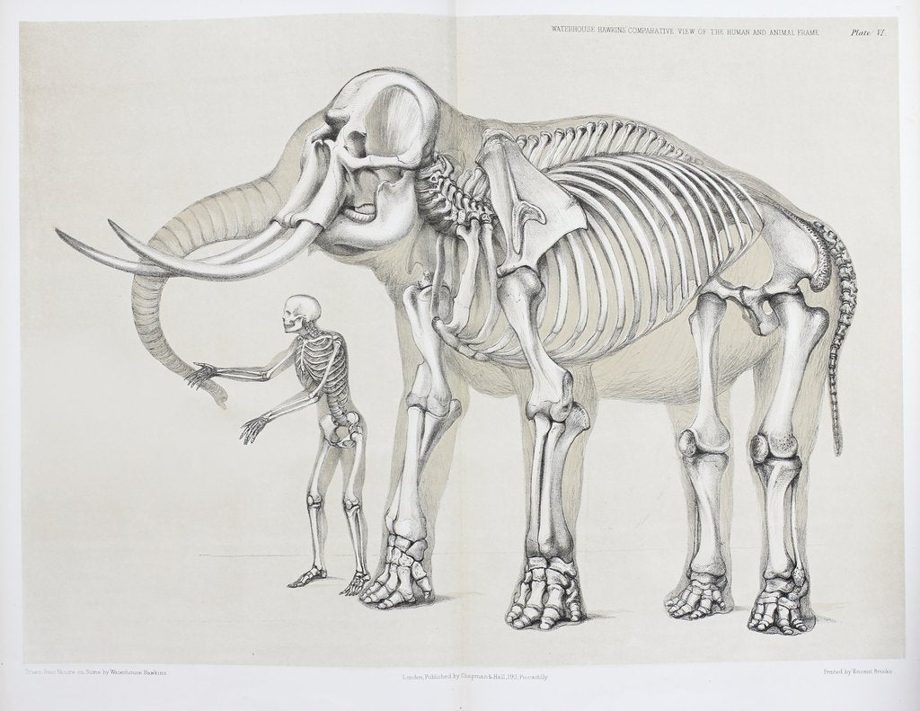 Detail of Elephant and human comparison by B. Waterhouse Hawkins