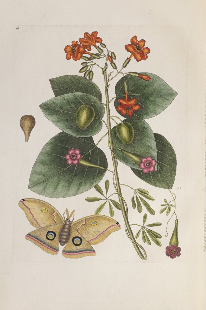 Detail of Geiger tree (Cordia sebestena) and Morning glory (Ipomoea carolina), 1731-1743 (Plate) by G. D. Ehret