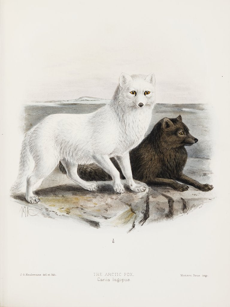 Detail of Arctic fox (Vulpes lagopus) by J. G. Keulemans