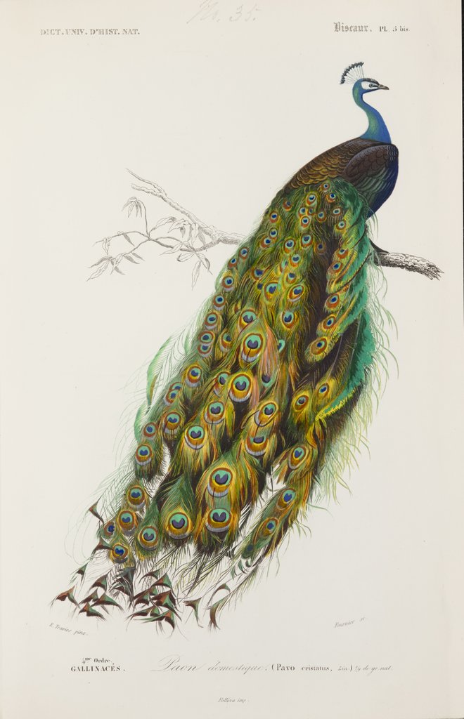 Detail of Indian peafowl or peacock (Pavo cristatus) by Edouard Travies