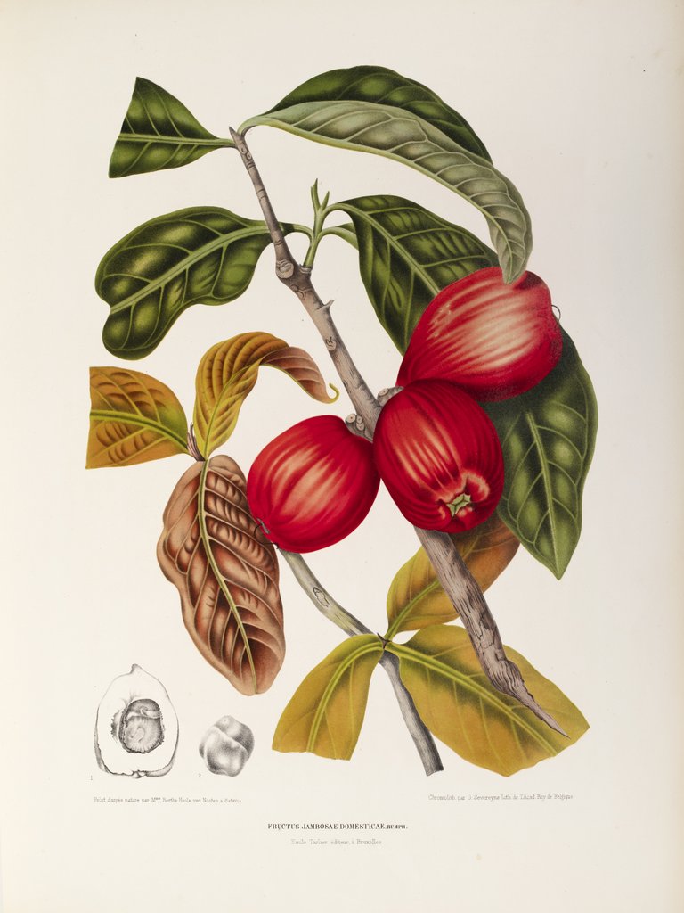 Detail of Rose apple fruit (Syzygium jambos), 1863 (Plate) by Berthe Hoola Van Nooten