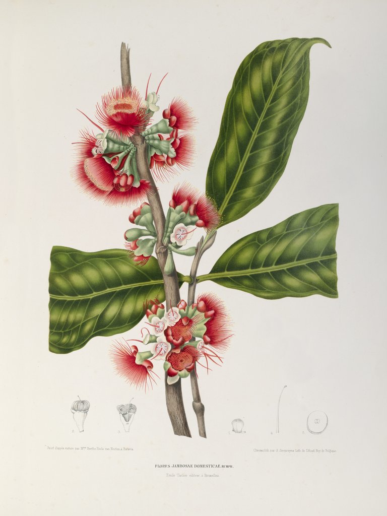 Detail of Rose apple flowers (Syzygium jambos), 1863 (Plate) by Berthe Hoola Van Nooten