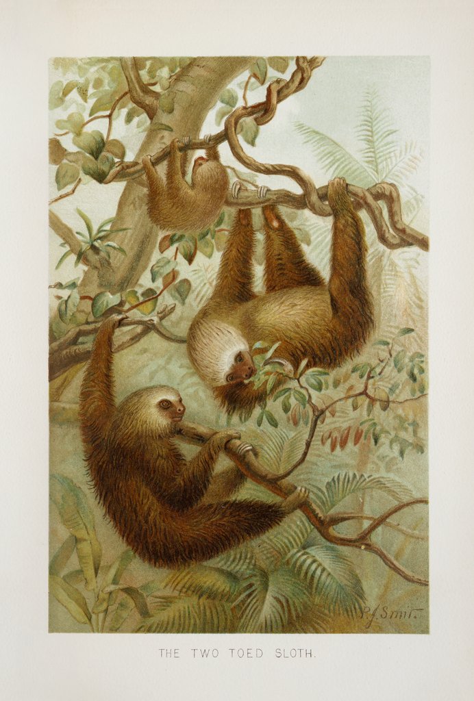Detail of Two-toed sloth (Bradypus didactylus), 1894-1896 (Plate) by P. J. Smit