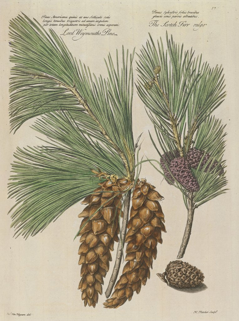 Detail of Eastern white pine (Pinus strobus), 1730 (Plate) by Van Huysum