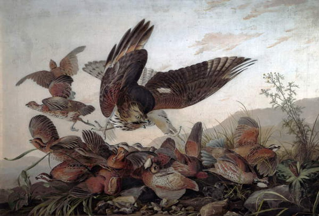Detail of Hawks Attacking Partridges, 1826 by John James Audubon