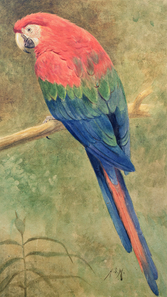 Detail of Red and Blue Macaw by Henry Stacy Marks