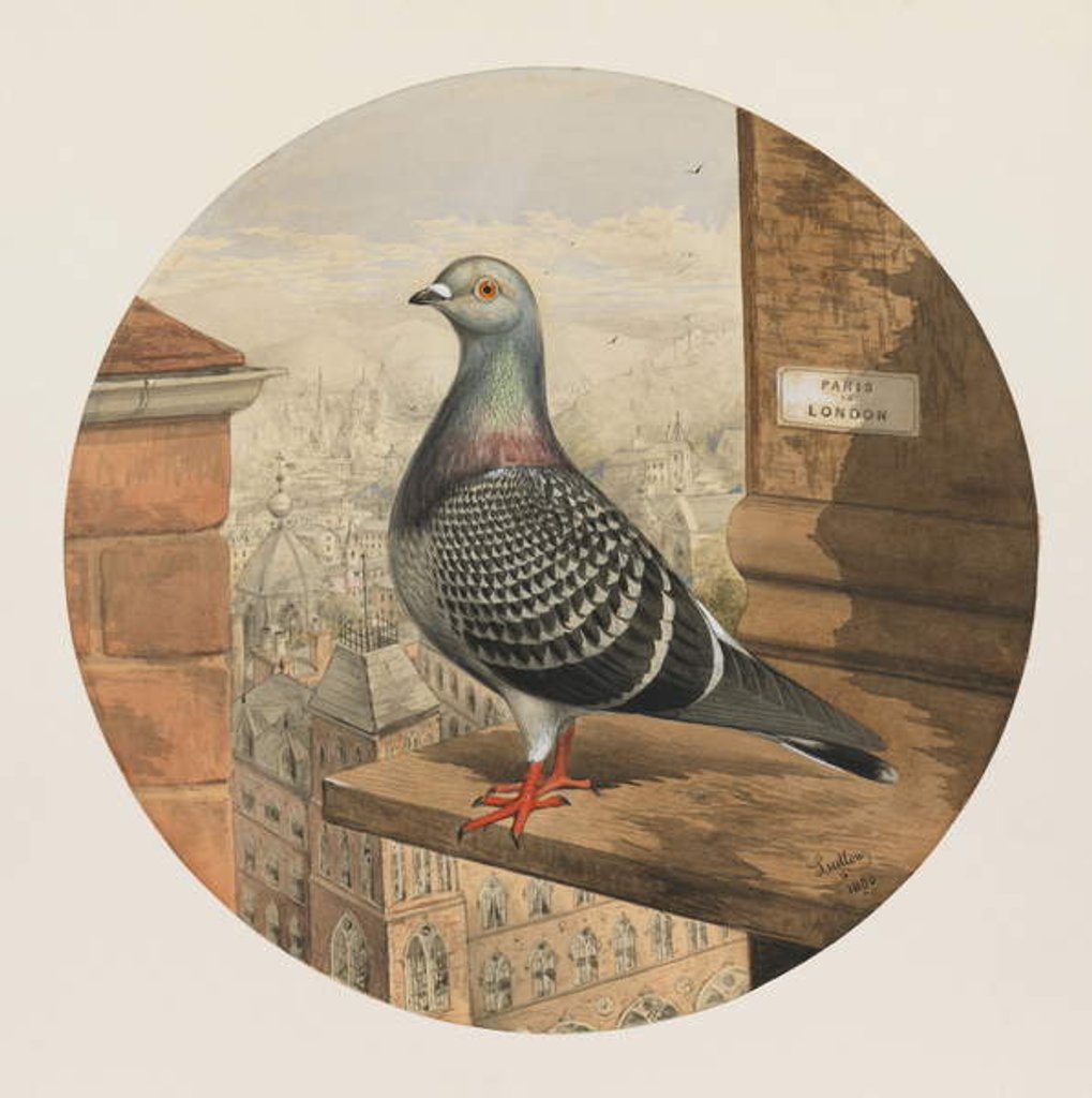 Detail of Racing Pigeons, Paris to London, 1880 by Henry Stephen Ludlow