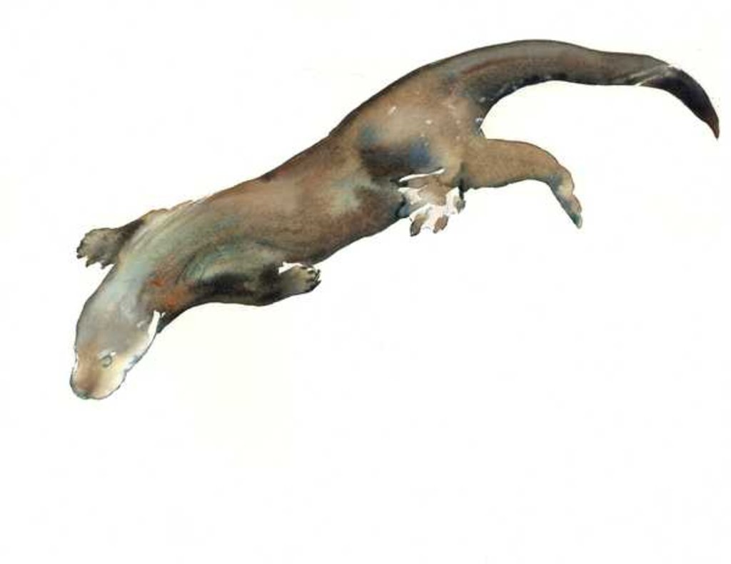 Detail of Young Otter, 2014 by Mark Adlington