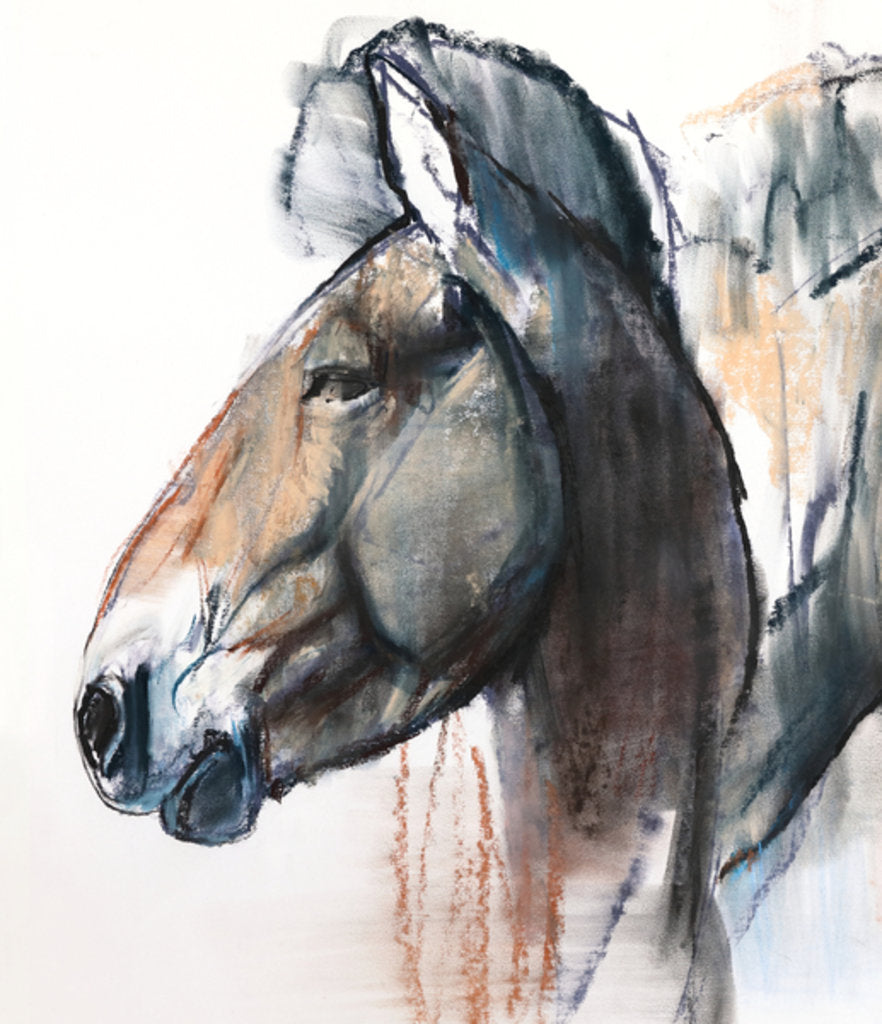 Detail of Head Study, Przewalski, 2013 by Mark Adlington
