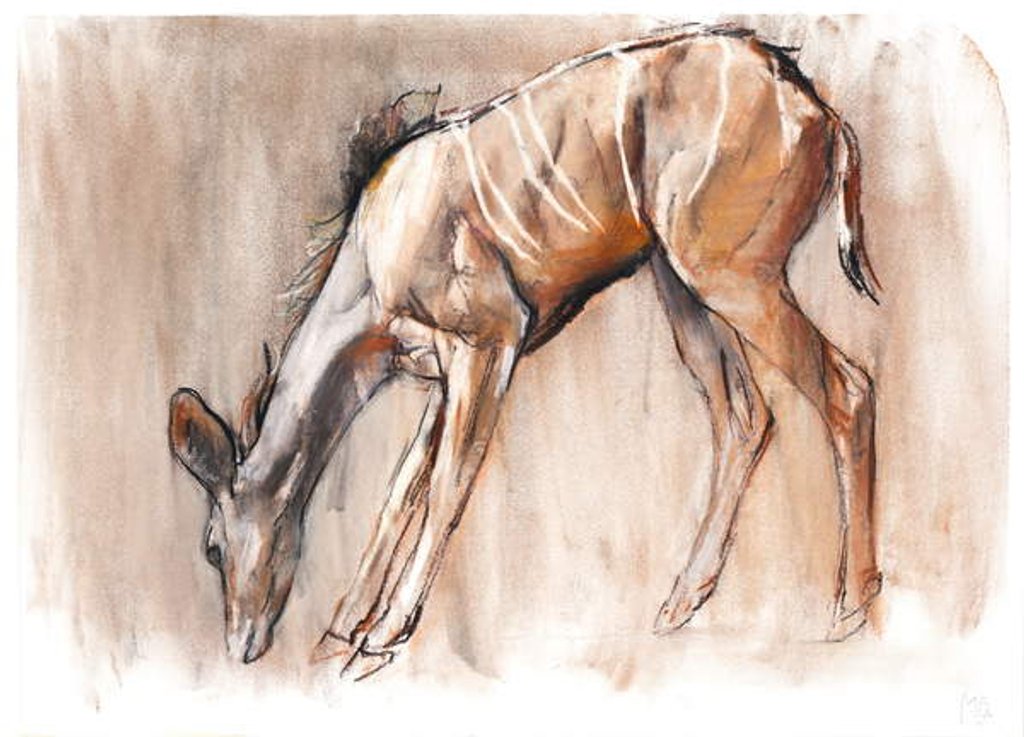 Detail of Young Kudu, Loisaba, 2018 by Mark Adlington