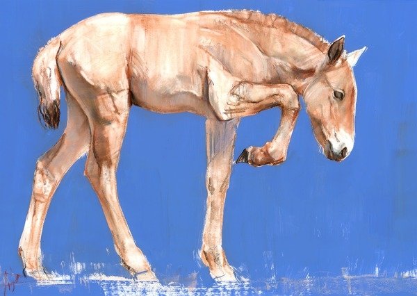 Detail of Przewalski Foal, 2012 by Mark Adlington