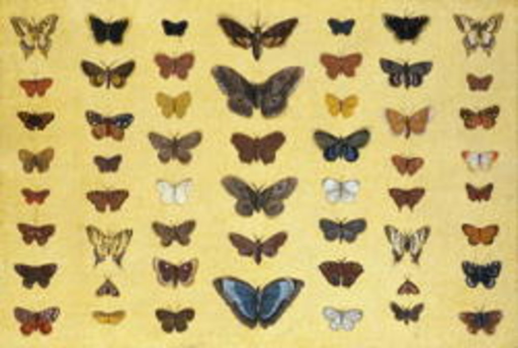 Detail of A collage of butterflies and moths by French School