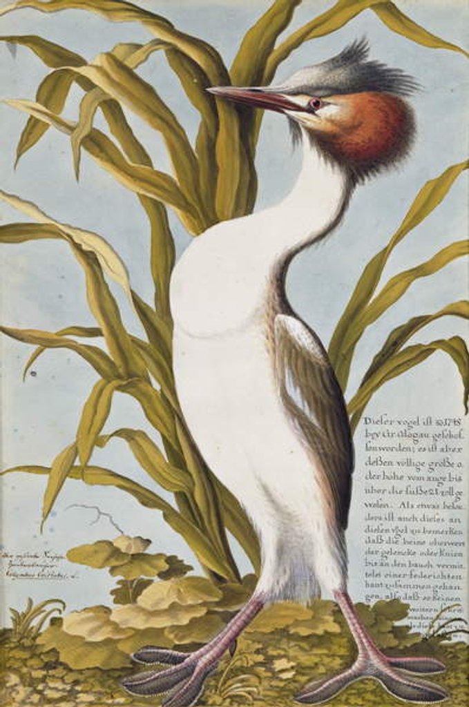 Detail of Great Crested Grebe c.1748 by German School