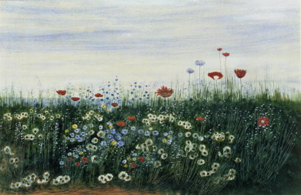 Detail of Poppies, Daisies and other Flowers by the Sea by Andrew Nicholl
