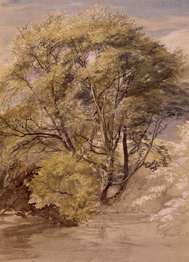 Detail of Study of a Willow Tree, c.1850 by Samuel Palmer