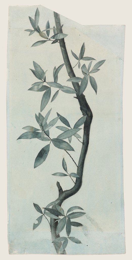 Detail of Study of Willow Leaves, c.1857 by John Ruskin