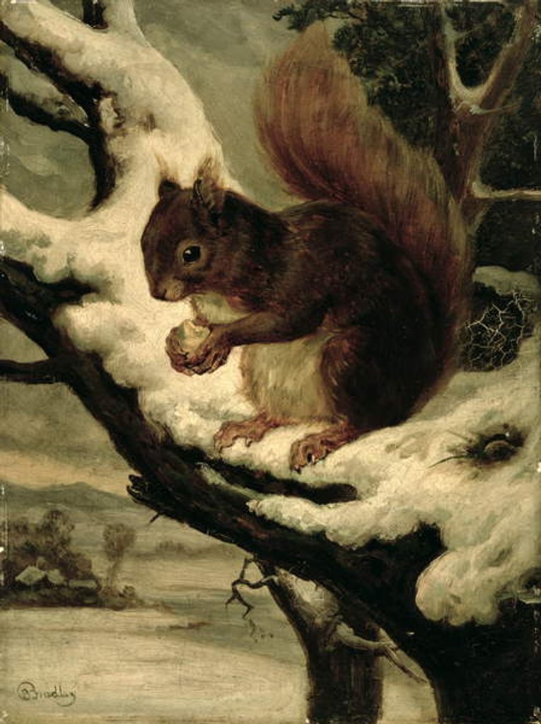 Detail of A Red Squirrel Eating a Nut by Basil Bradley