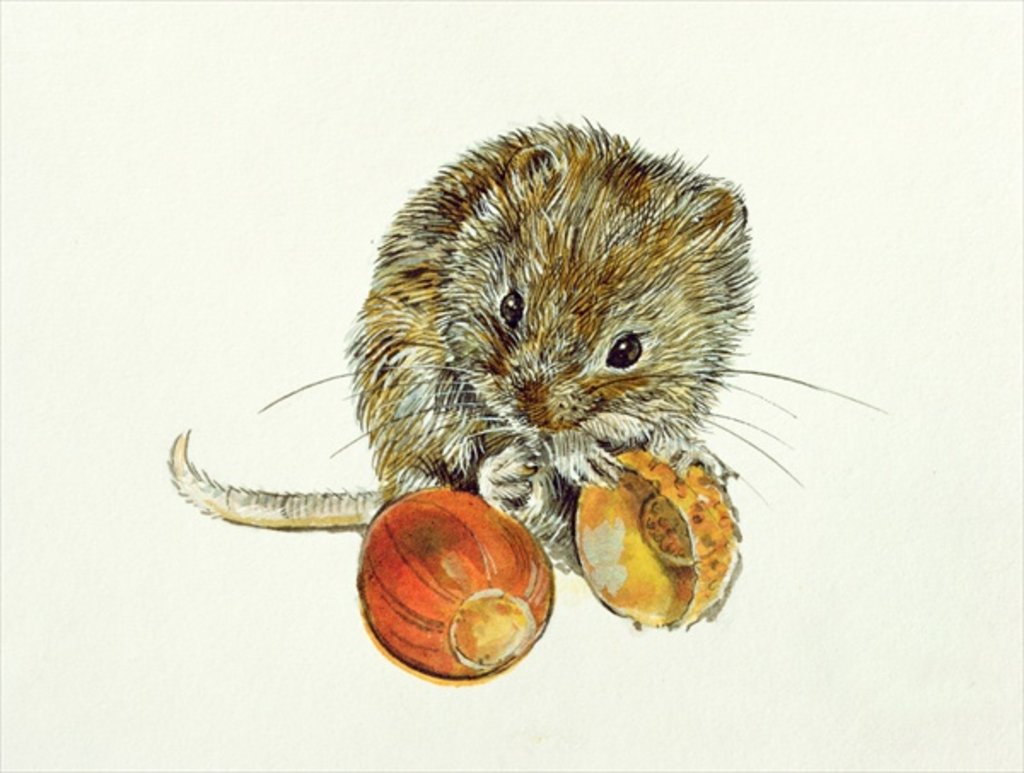 Detail of Vole with an Acorn by Diane Matthes