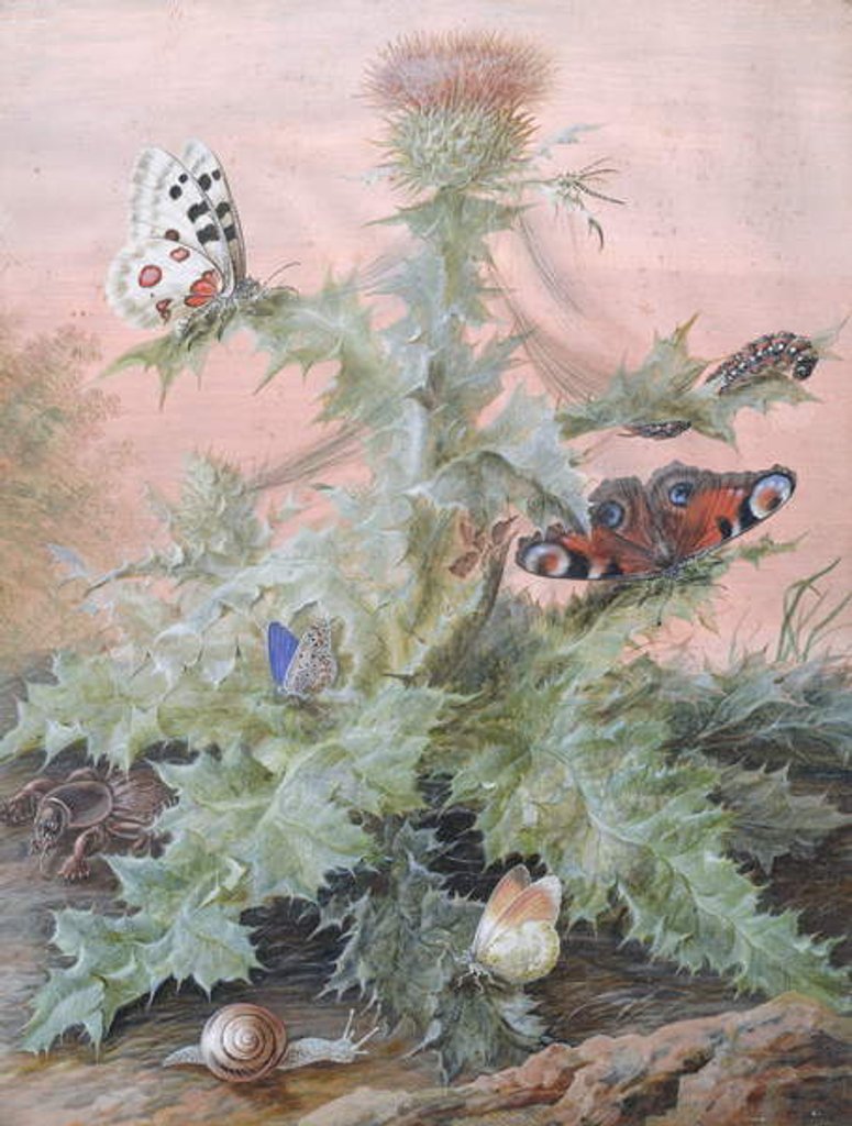 Detail of Insects Around a Thistle, 1700 by Margaretha Barbara Dietzsch