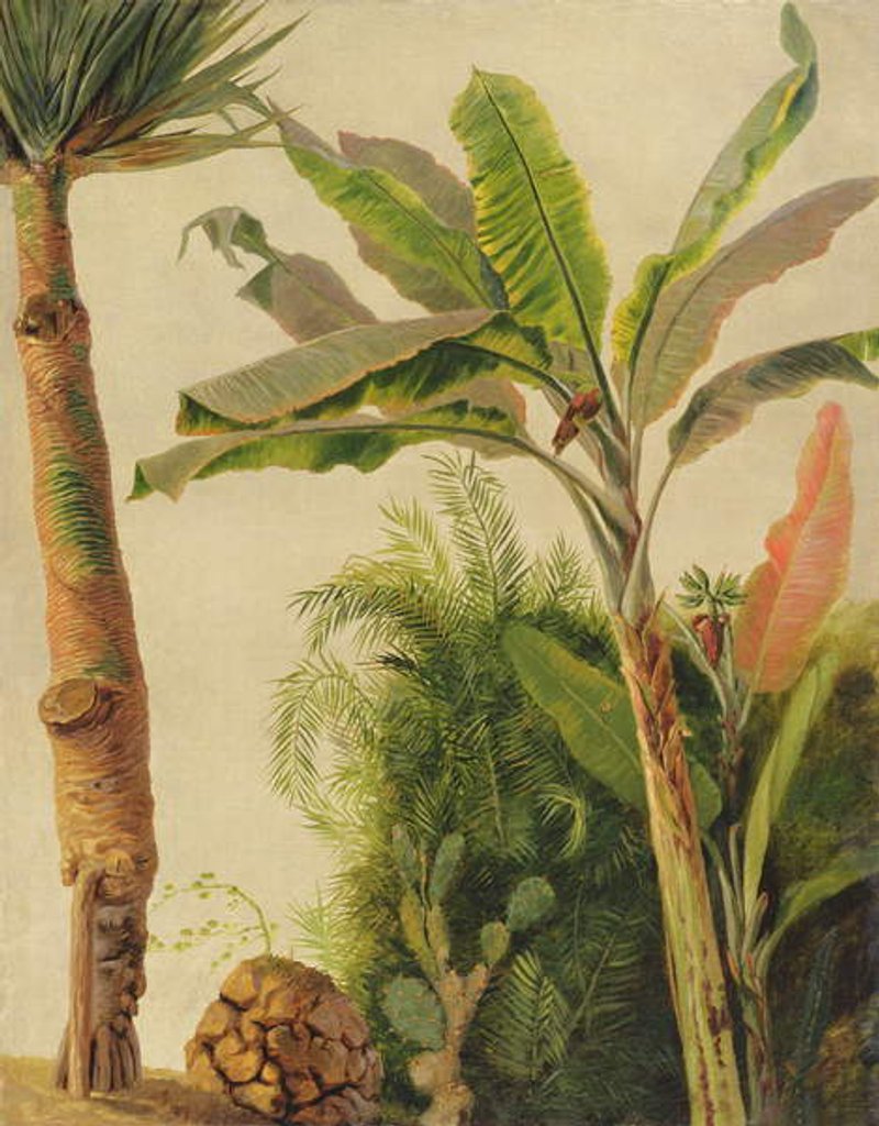 Detail of Banana Tree, c.1865 by Frederic Edwin Church