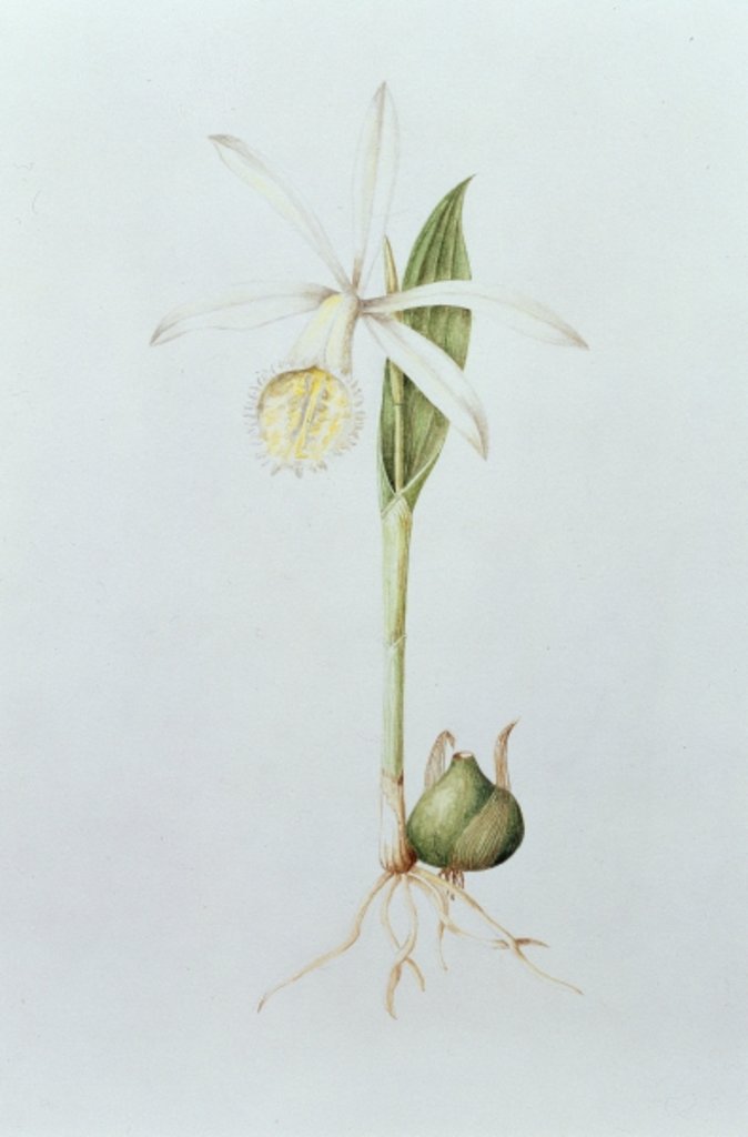 Detail of Pleione Formosana Alba by Mary Kenyon-Slaney