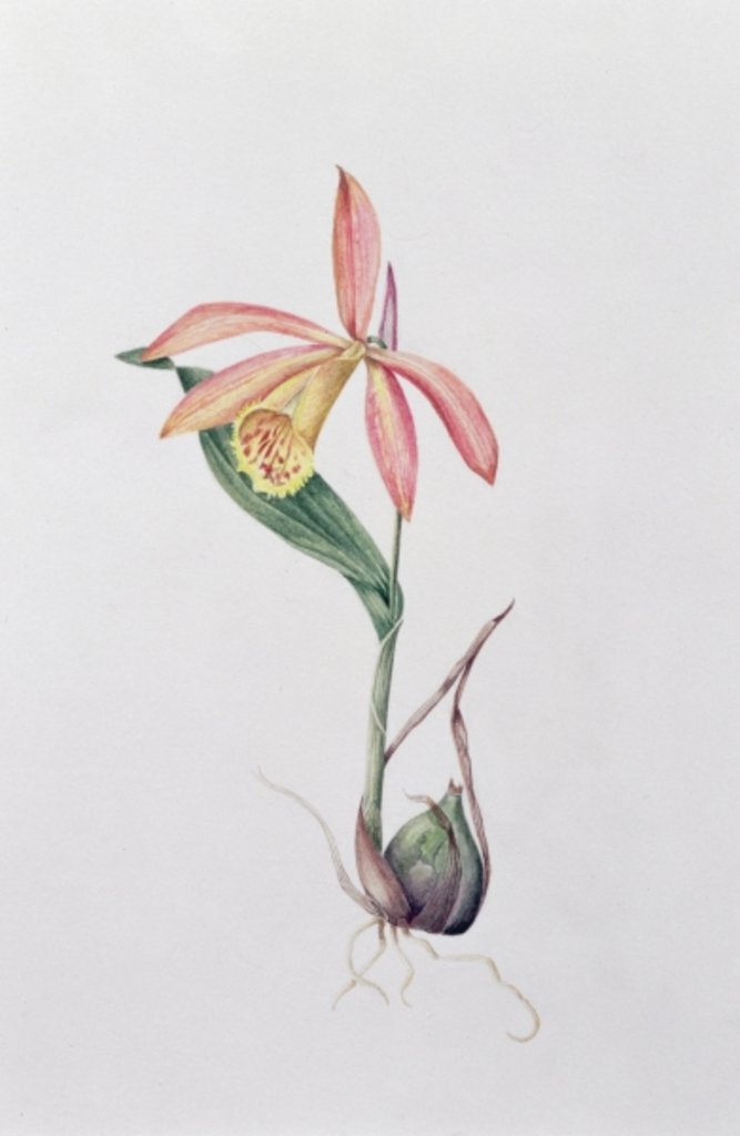 Detail of Pleione Zeus Wildstein by Mary Kenyon-Slaney