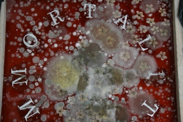 Detail of Immortality by Charlie Millar