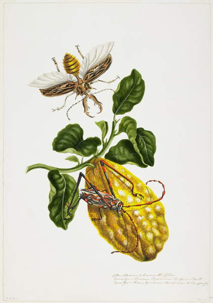 Detail of The Citron and Insects by Priscilla Susan Bury