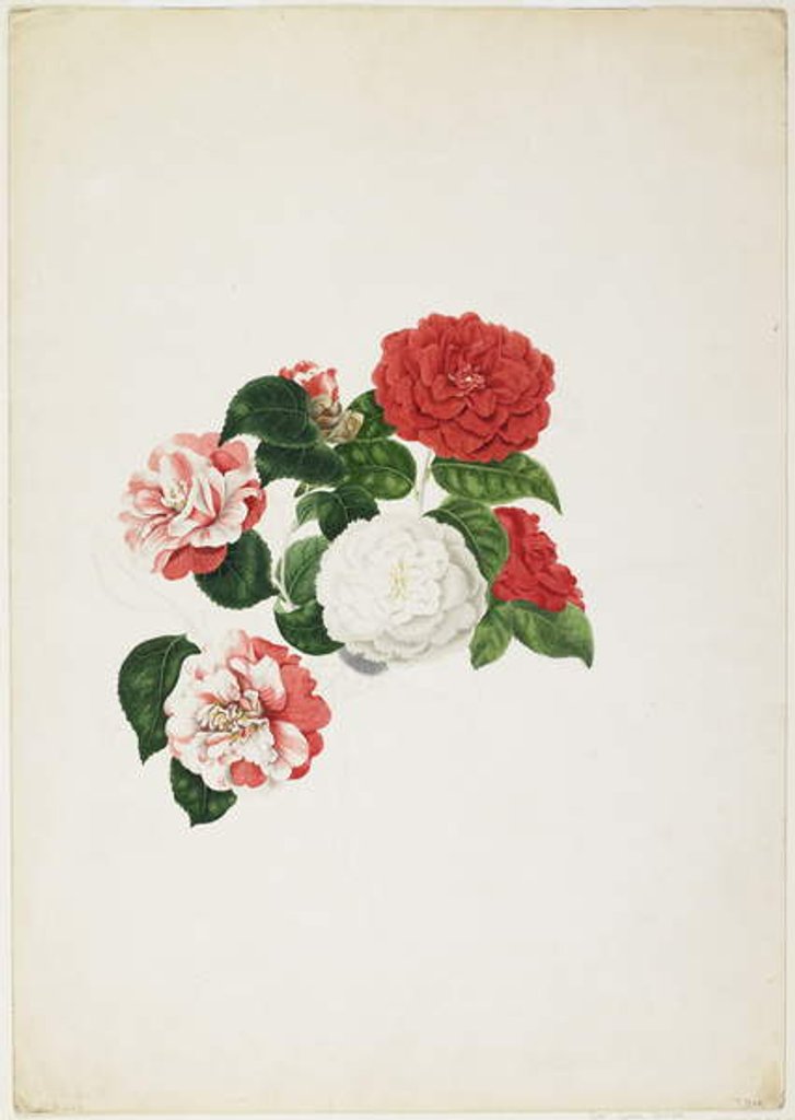 Detail of Common Camellias by Clara Maria Pope