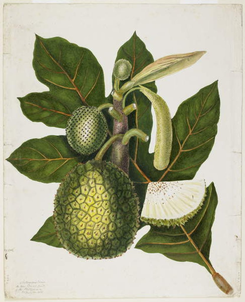 Detail of Artocarpus Incisa, December 1866 by Priscilla Susan Bury