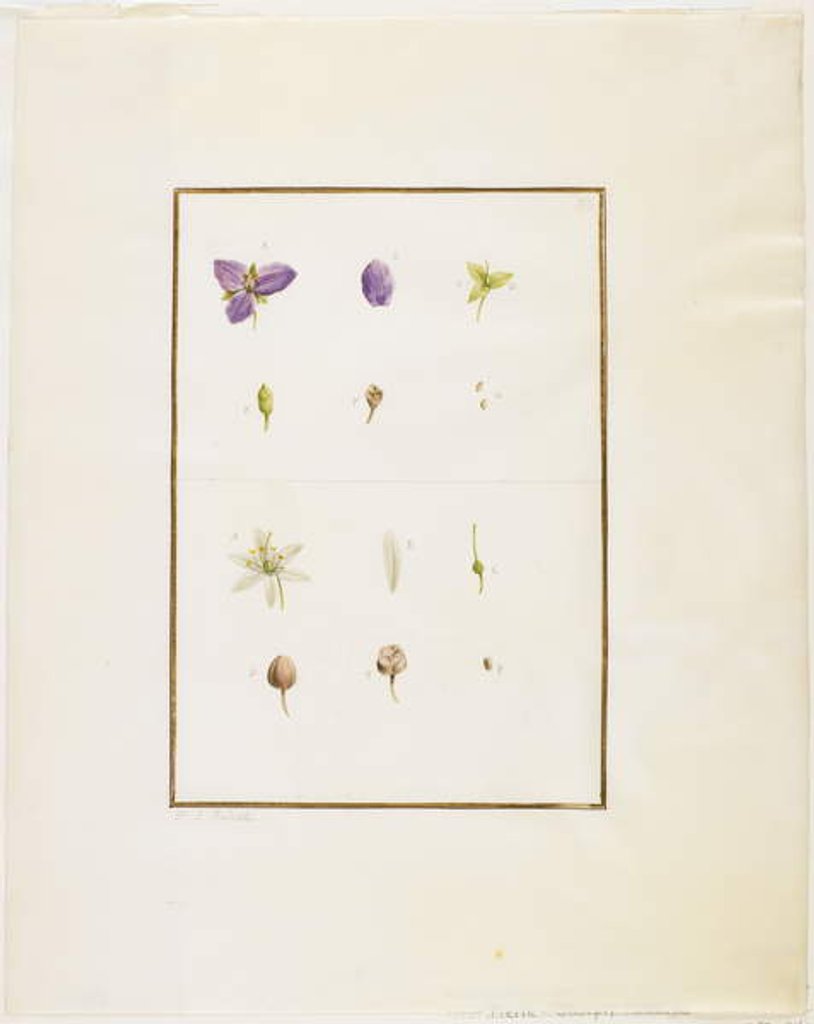 Detail of Botanical Dissection: Spiderwort and Senna, c.1778-90 by Pierre Joseph Redouté