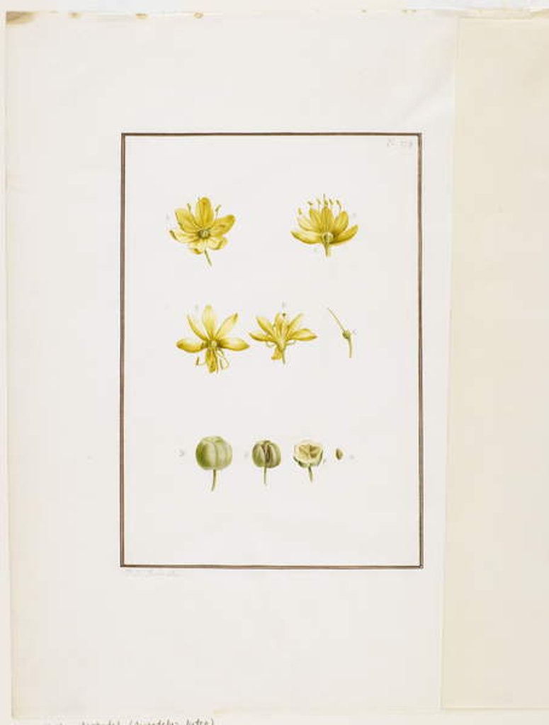 Detail of Botanical Dissection: Yellow Asphodel, c.1778-90 by Pierre Joseph Redouté