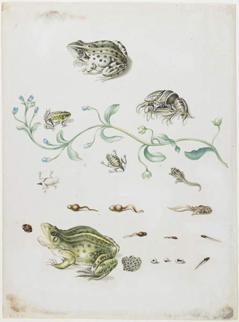 Detail of Metamorphosis of a Frog and Blue Flower by Maria Sibylla Graff Merian