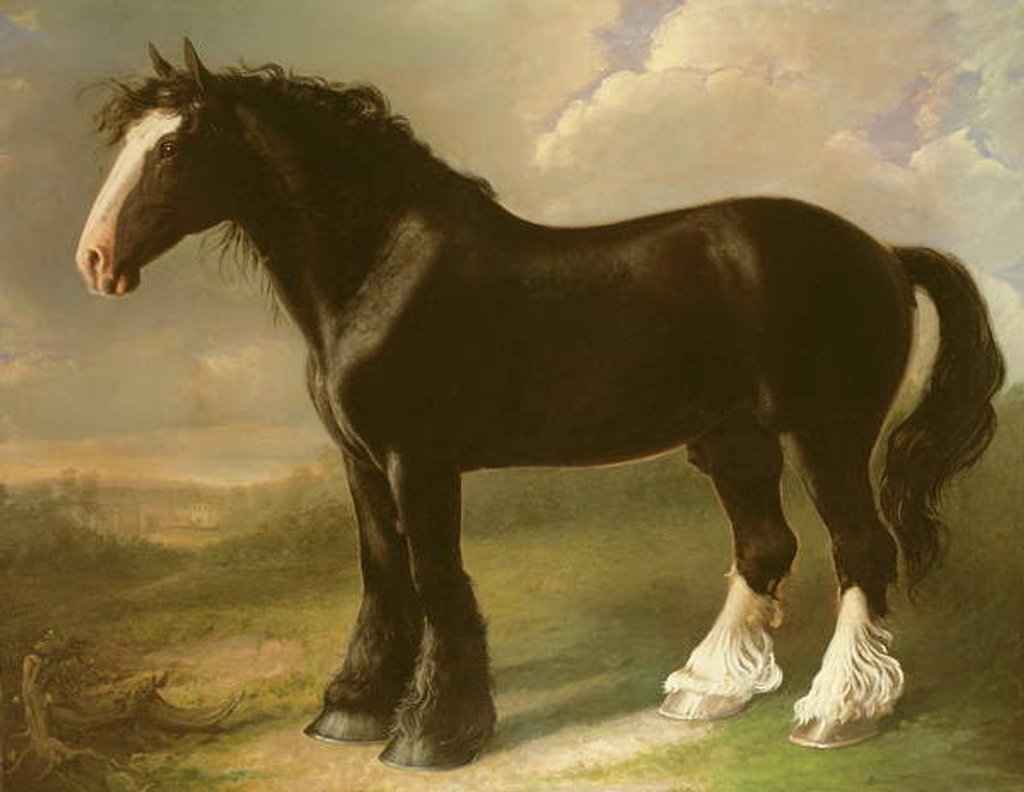 Detail of Old English Black Horse by William Shiels
