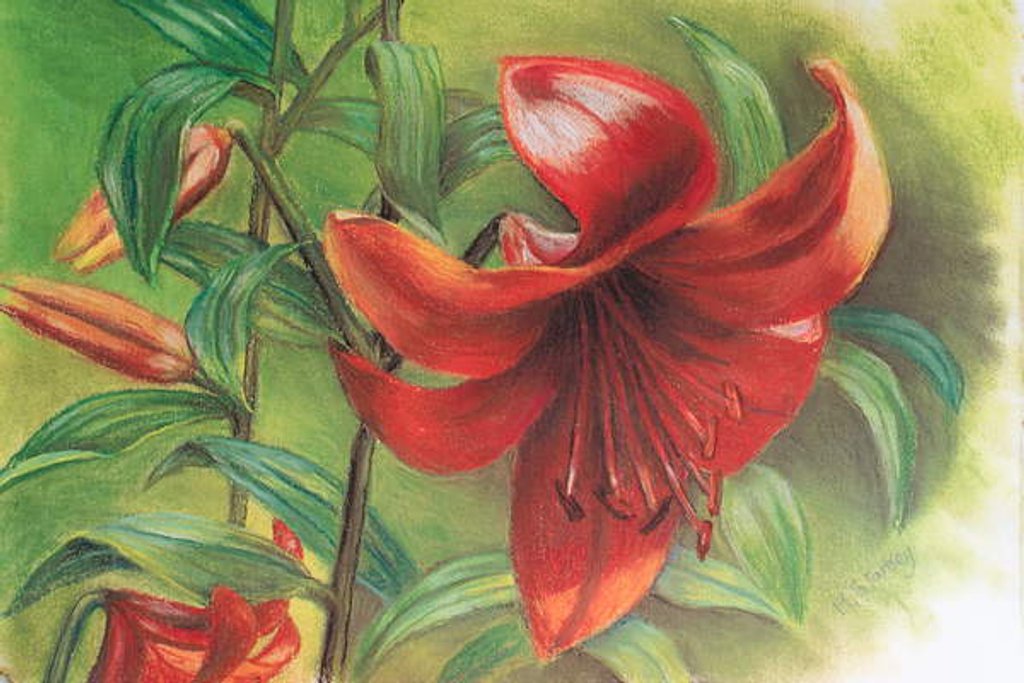 Detail of Lilium, 2017 by Margo Starkey