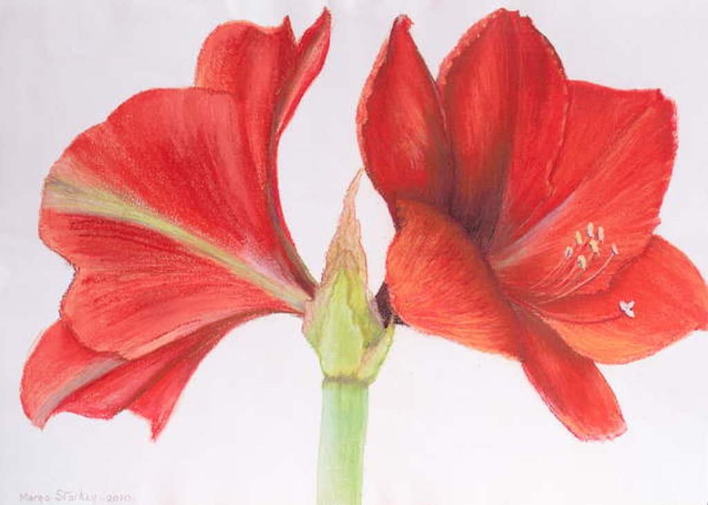 Detail of Amaryllis, 2015 by Margo Starkey