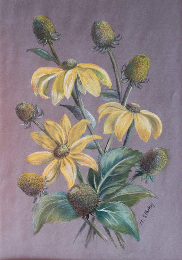 Detail of Rudbeckia, 2014 by Margo Starkey