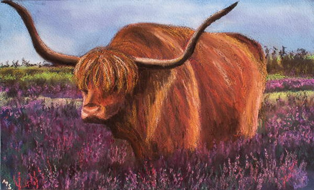 Detail of Highland Bull in Scotish Heather, 2018 by Margo Starkey