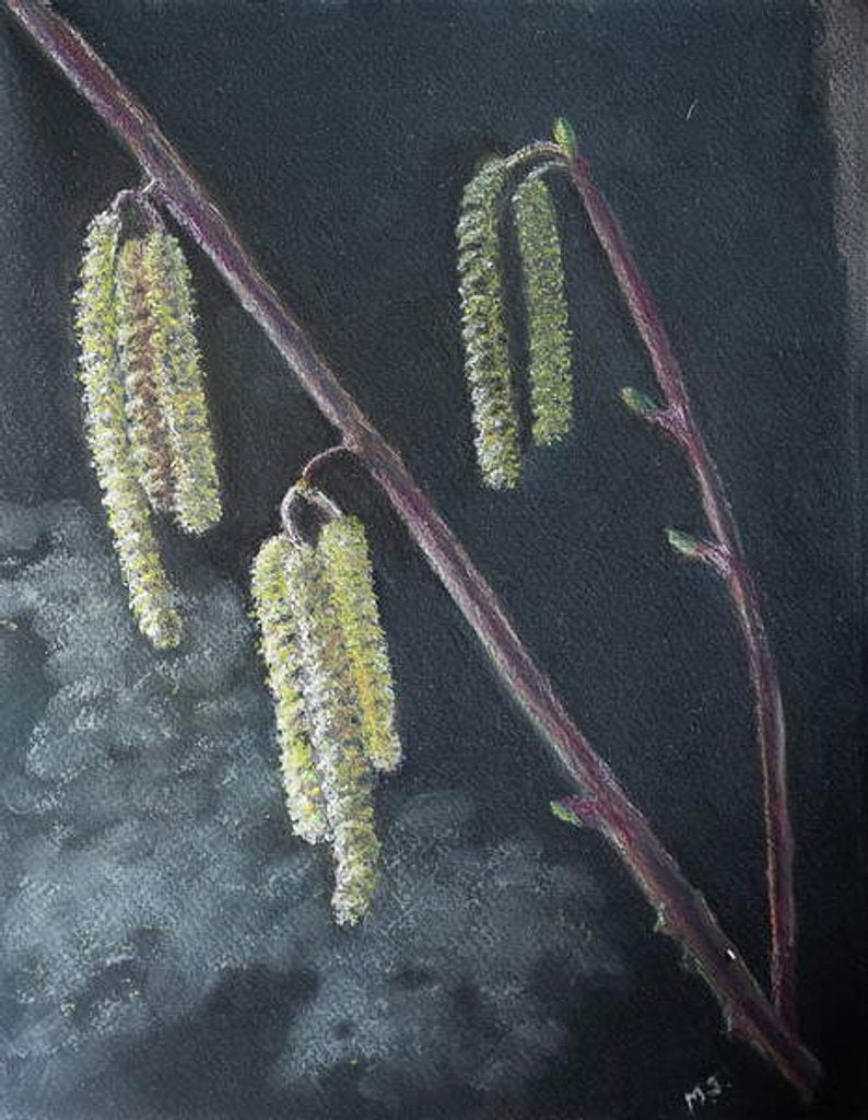 Detail of Catkins by Margo Starkey