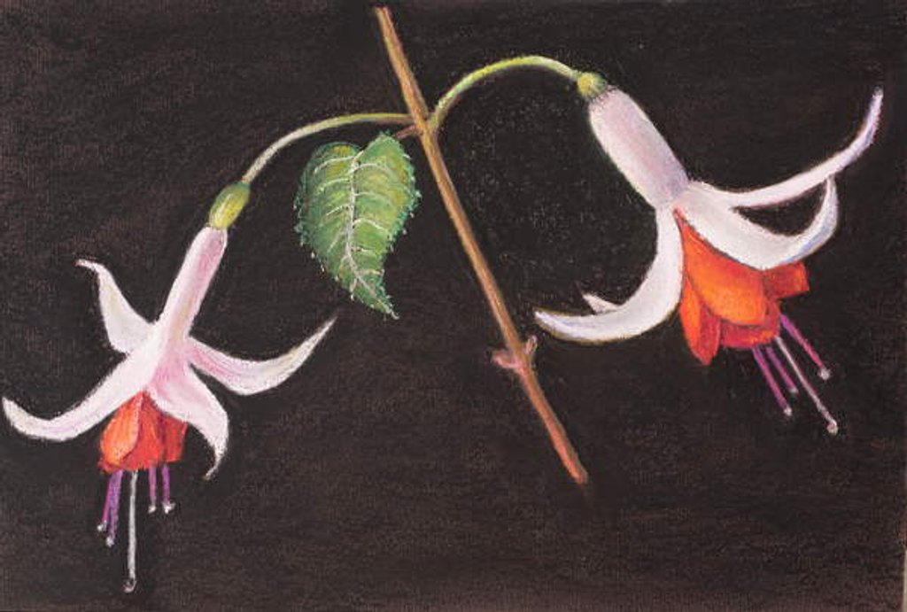 Detail of Fuchsias from my garden by Margo Starkey