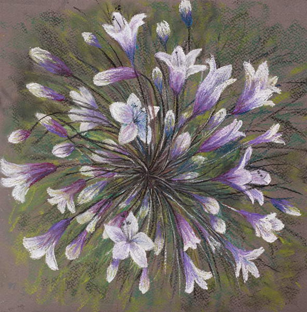 Detail of Agapanthus by Margo Starkey